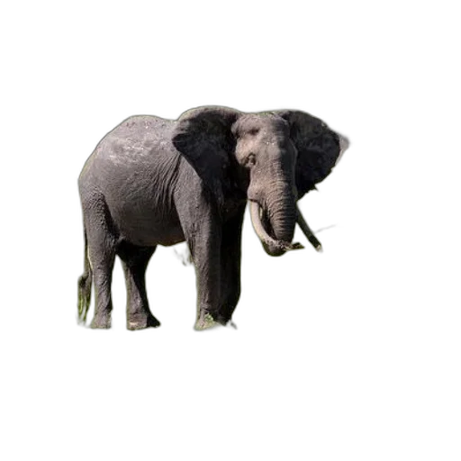 animal, creature, staff, weapon transparent PNG cut-out