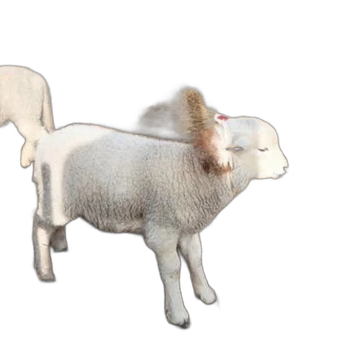 animal, 3d render, concept art, photorealistic transparent PNG cut-out