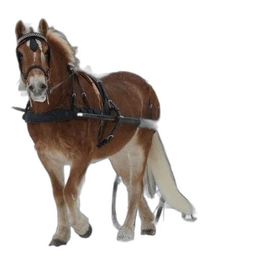 staff, animal, furniture, jewelry transparent PNG cut-out