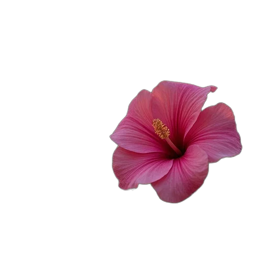 flower, crown, hat, jewelry transparent PNG cut-out