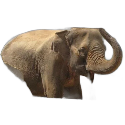animal, creature, hat, staff transparent PNG cut-out