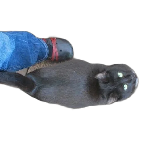 animal, staff, creature, shoes transparent PNG cut-out