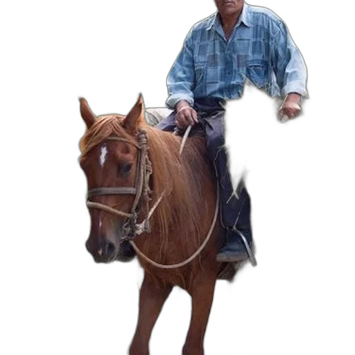animal, jacket, staff, weapon transparent PNG cut-out