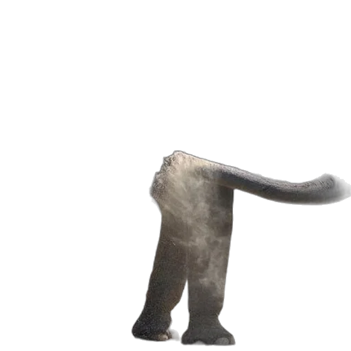 animal, creature, staff, hair transparent PNG cut-out
