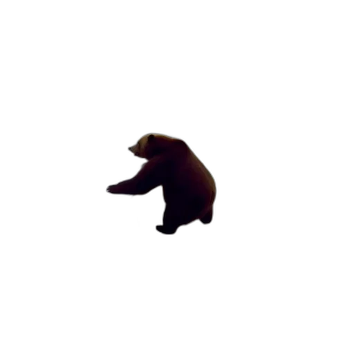 animal, creature, furniture, hair transparent PNG cut-out