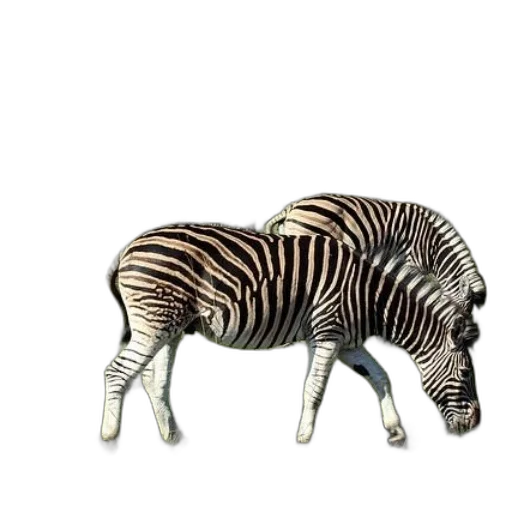animal, creature, jewelry, furniture transparent PNG cut-out