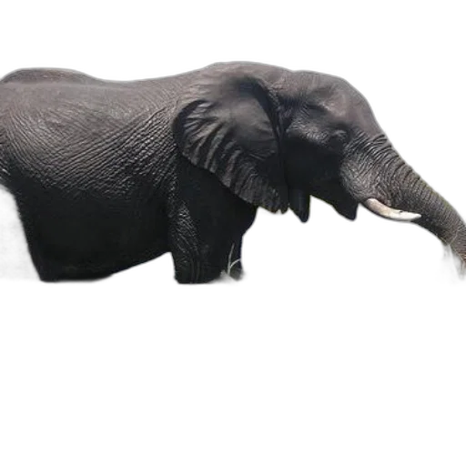 animal, creature, staff, weapon transparent PNG cut-out