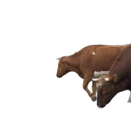 animal, food, creature, weapon transparent PNG cut-out