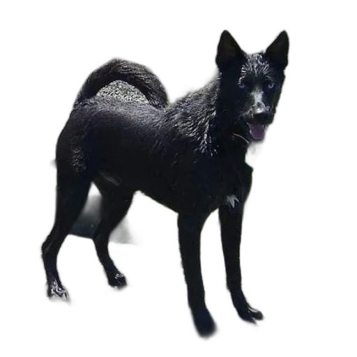 animal, creature, staff, dragon transparent PNG cut-out