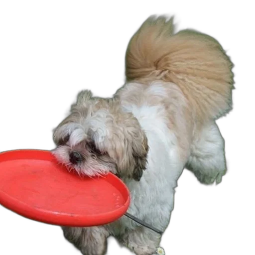 animal, food, staff, creature transparent PNG cut-out