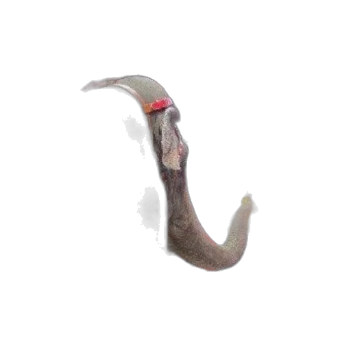 creature, animal, dragon, staff transparent PNG cut-out