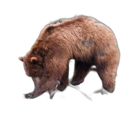 animal, creature, staff, weapon transparent PNG cut-out
