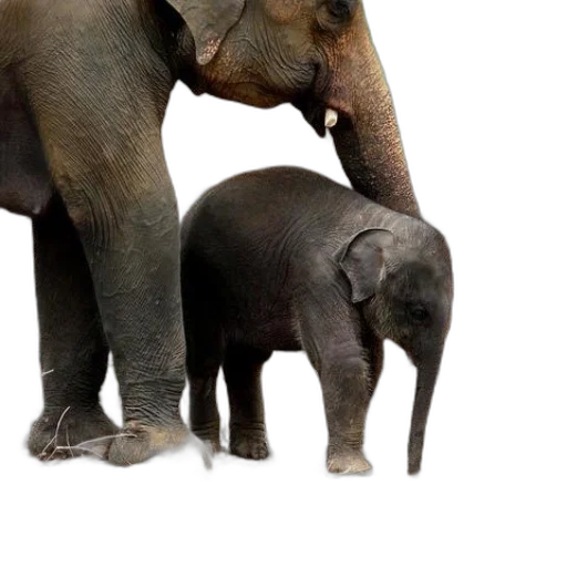 animal, photorealistic, baby, elephant transparent PNG cut-out