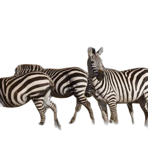 animal, jewelry, 3d render, concept art transparent PNG cut-out