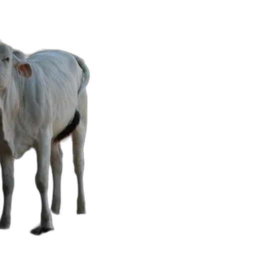 animal, creature, food, hair transparent PNG cut-out