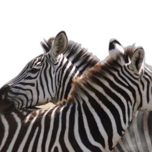 animal, shoes, creature, 3d render transparent PNG cut-out