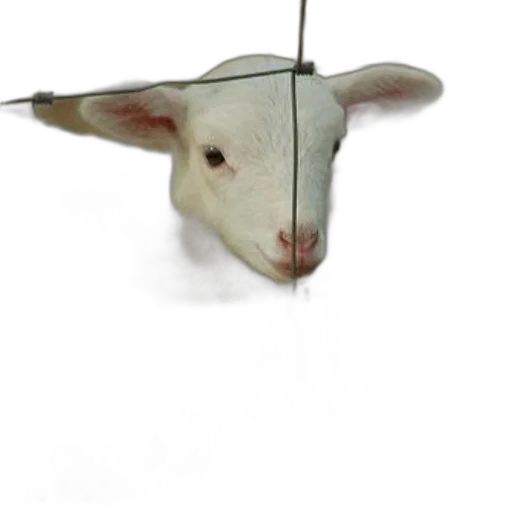animal, mask, staff, hat transparent PNG cut-out