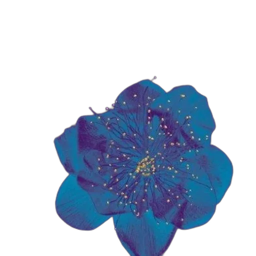 flower, crown, jewelry, umbrella transparent PNG cut-out