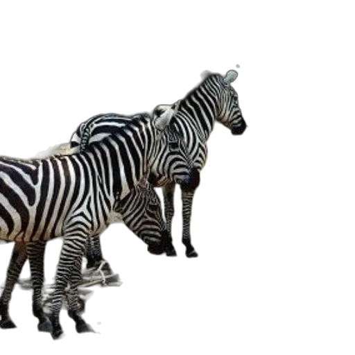 animal, creature, furniture, jewelry transparent PNG cut-out