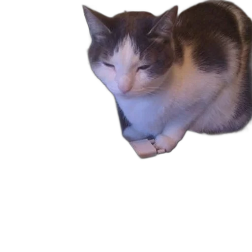 animal, creature, face, staff transparent PNG cut-out