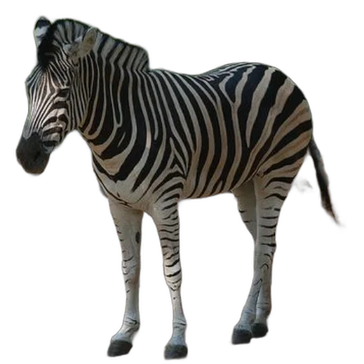 animal, creature, staff, weapon transparent PNG cut-out