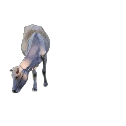 shoes, animal, creature, dress transparent PNG cut-out