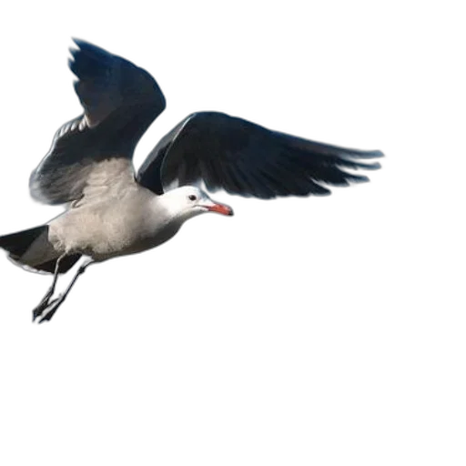 animal, creature, staff, photorealistic transparent PNG cut-out