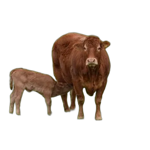 animal, furniture, creature, jewelry transparent PNG cut-out