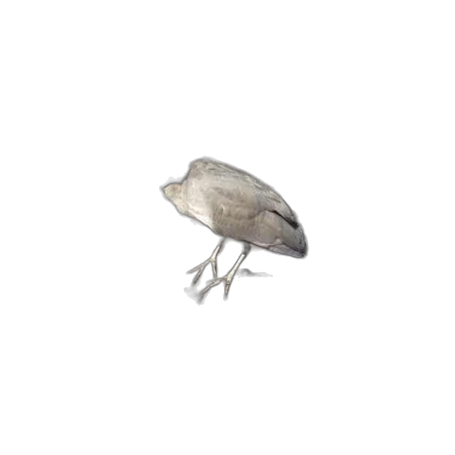animal, creature, hat, food transparent PNG cut-out