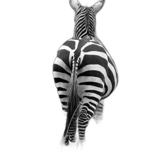 animal, creature, jewelry, staff transparent PNG cut-out