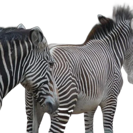 animal, creature, 3d render, photorealistic transparent PNG cut-out