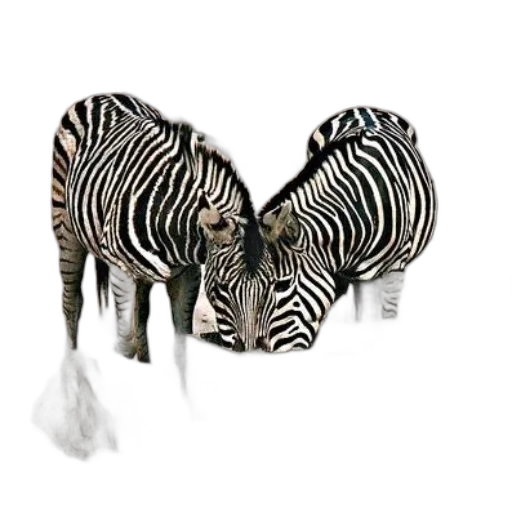 animal, jewelry, creature, shoes transparent PNG cut-out