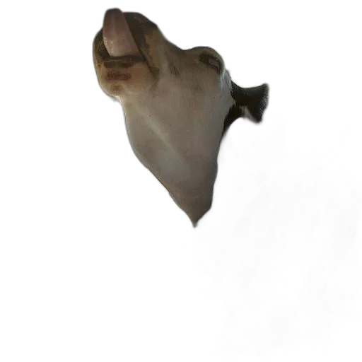 mask, animal, face, creature transparent PNG cut-out