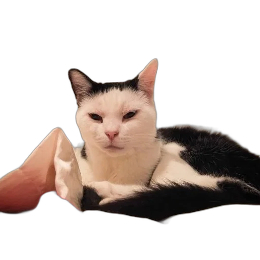 shoes, animal, creature, food transparent PNG cut-out