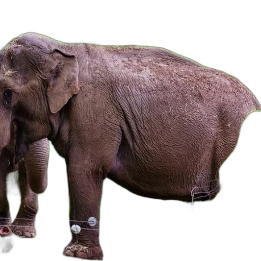 animal, creature, staff, photorealistic transparent PNG cut-out