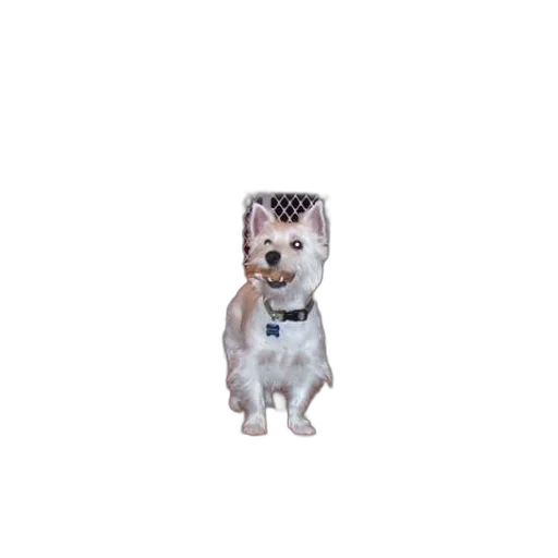 animal, creature, staff, robot transparent PNG cut-out
