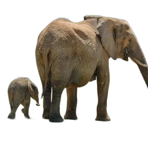 animal, photorealistic, concept art, mother transparent PNG cut-out