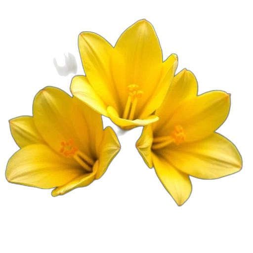 flower, crown, jewelry, staff transparent PNG cut-out