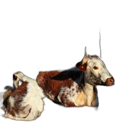 animal, crown, hair, creature transparent PNG cut-out