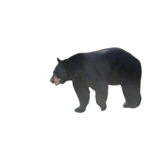 animal, creature, weapon, staff transparent PNG cut-out