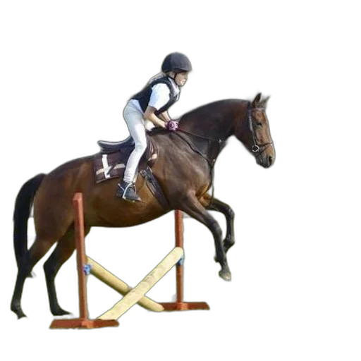 rider, brown, horse, jumps transparent PNG cut-out