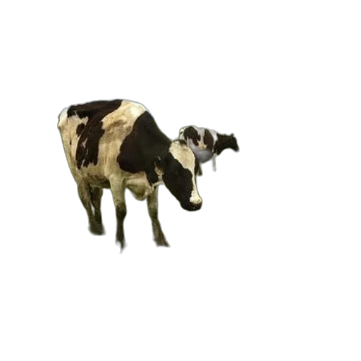 animal, food, creature, staff transparent PNG cut-out