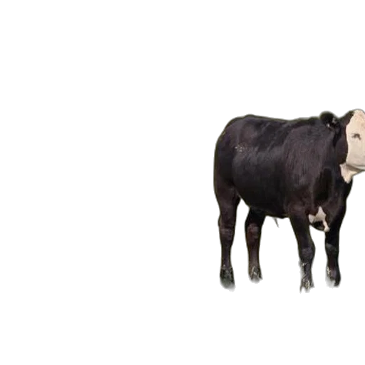 animal, creature, food, robot transparent PNG cut-out