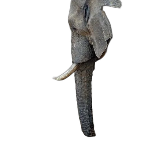 staff, animal, dragon, creature transparent PNG cut-out