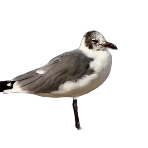 animal, staff, creature, hat transparent PNG cut-out