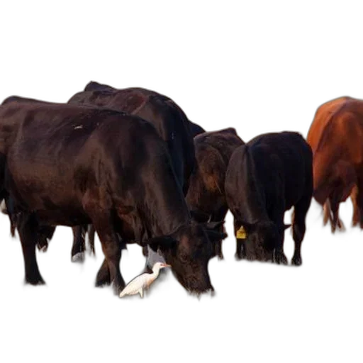 animal, food, jewelry, small transparent PNG cut-out