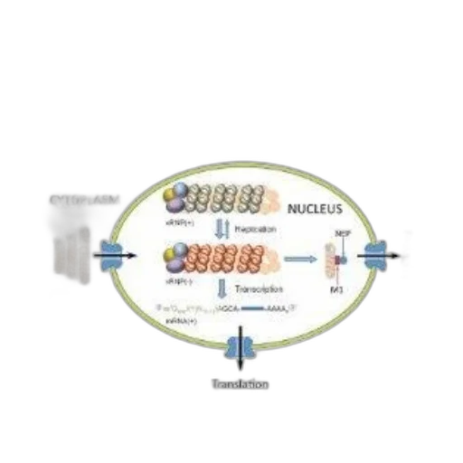 diagram, virus, research, illustrates transparent PNG cut-out