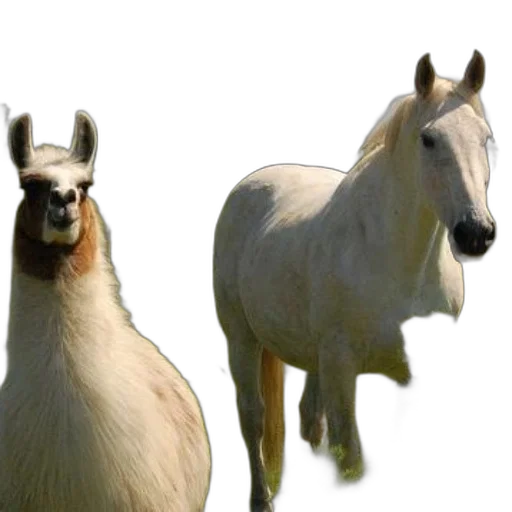 animal, crown, creature, staff transparent PNG cut-out