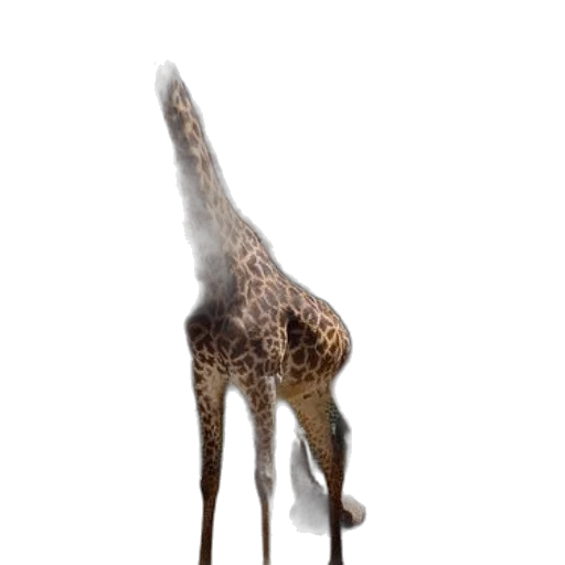animal, creature, staff, hair transparent PNG cut-out