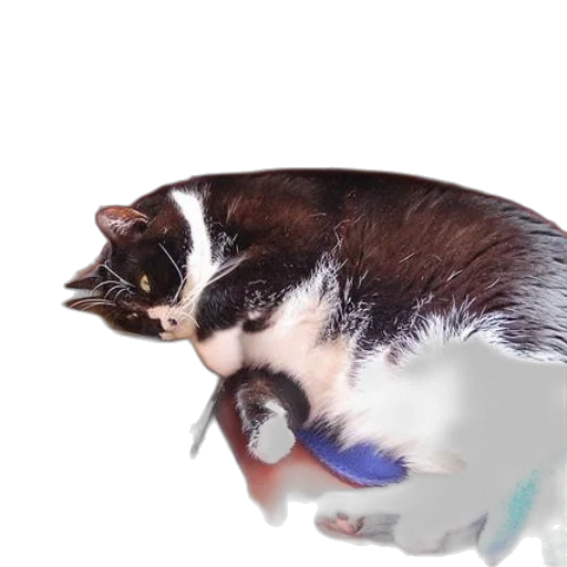 animal, creature, staff, weapon transparent PNG cut-out